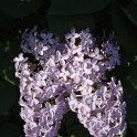 Syringa hyacinthiflora 'Sylvan'